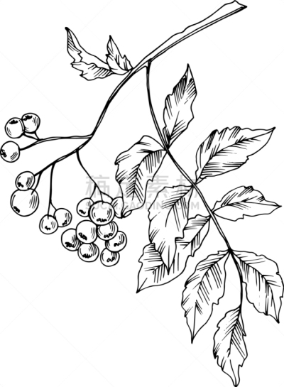 山梨树,叶子,浆果,黑白图片,铅笔,壁纸,植物,水果,剪影