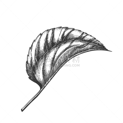 植物群,多年生植物,叶子,蛇麻草,家庭,白色,黑色,华丽的,反差,花