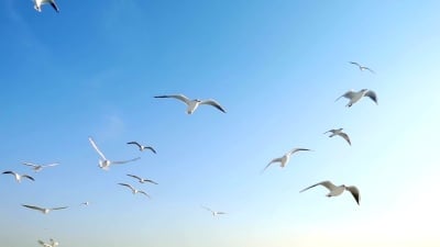鸟兽海鸥飞翔