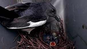 长尾巴黑白相间的鸟或东方喜鹊知更鸟幼鸟和蛋在巢中等待妈妈喂食，特写镜头