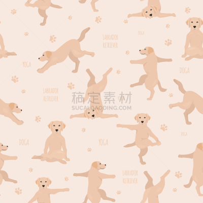 狗,拉布拉多犬,瑜伽,注视镜头,可爱的,纯种犬,运动,玩具,姿态优美,锻炼
