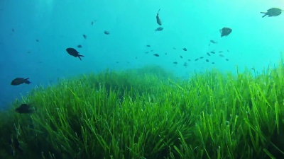 海洋生物.珊瑚礁中有小鱼的水下景观
