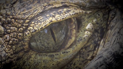 4K:鳄鱼闭上眼睛又睁开眼睛