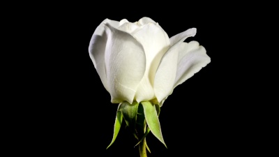 玫瑰花时间延迟