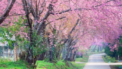 春粉红樱花