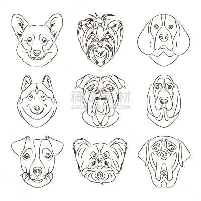 纯种犬,狗,白色,大麦町,非凡的,梗犬,图像,柯利牧羊犬,杜宾犬,巴哥犬