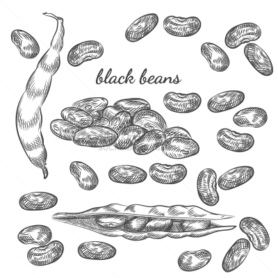 草图,黑豆,动物手,白色背景,生物学,农业,蔬菜,果冻,素食,绘制