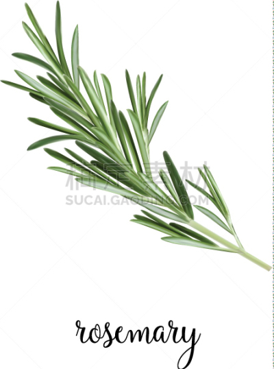 枝,迷迭香,分离着色,白色,蔬菜,有机食品,自然,草本,清新,香料