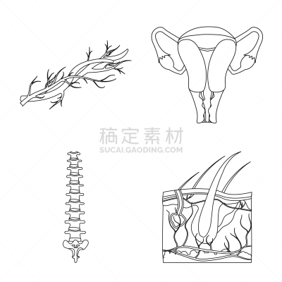 人,符号,人类的生殖器官,卵巢,冠状动脉,主动脉,收集,设计