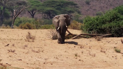 非洲大象，非洲Loxodonta africana，肯尼亚桑布鲁公园，实时 