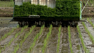 水稻播种机