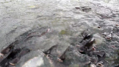 河里的黑耳鲶鱼