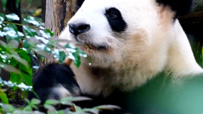 熊猫吃