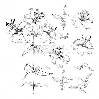 百合花,非凡的,化学元素周期表,华丽的,多样,植物群,自然美,花,收集,布置