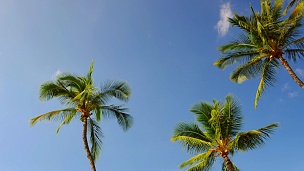 3棵棕榈树在深蓝的天空前，抬头看