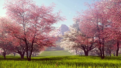 富士山和樱花树慢动作