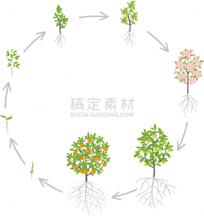 桔子,农业,生物学,脚踏车,食品,植物,生长,树,发展,发芽