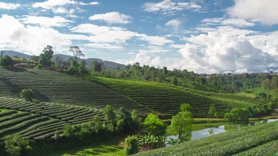 美丽的茶园