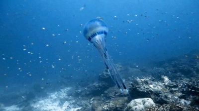 水母