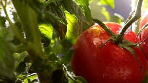 花园里的西红柿