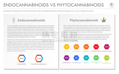 水平画幅,商务,信息图表,脂肪细胞,植物,香熏油,心血管系统,人类消化系统,痛苦,有机食品