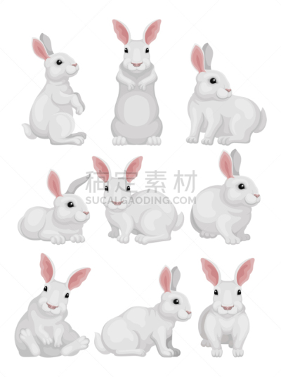 兔子,注视镜头,白色,平坦的,可爱的,复活节,野生动物,模板,哺乳纲,布置