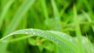 雨滴落在绿色的草地上