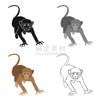 猴子,热带雨林,哺乳纲,野外动物,分离着色,自然,动物园,图像,灵长目,狨猴