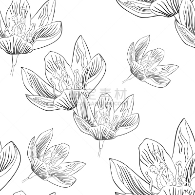 藏红花,花,矢量,绘画插图,自然,红色,草本,香料,紫色,食品