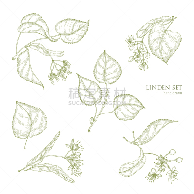欧锻树,自然,叶子,华丽的,清新,植物群,自然美,古董,画画,写实