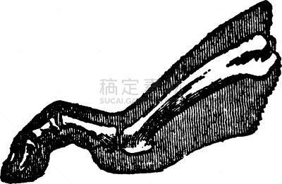 侧面视角,动物足,趾骨,白色,矢量,图像,跗骨,雕刻图像,跎骨,复古