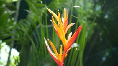 热带花园里盛开的花，橙色的天堂鸟