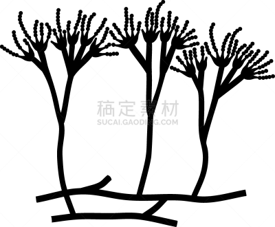 菌丝,青霉菌,孢子,分生孢子,白色背景,建造物,分离着色,生物学,微生物学,背景分离