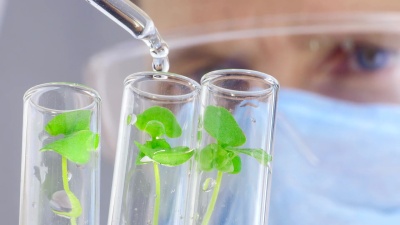 分析植物的科学家。特写镜头。
