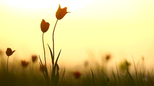 背景天空中草地上的野生郁金香。日出。草原在春天恢复了生机。