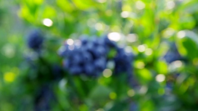 灌木上蓝莓的特写镜头