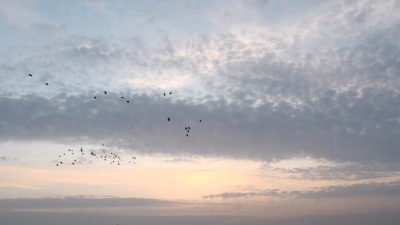 夜空中有云彩和鸟儿飞翔