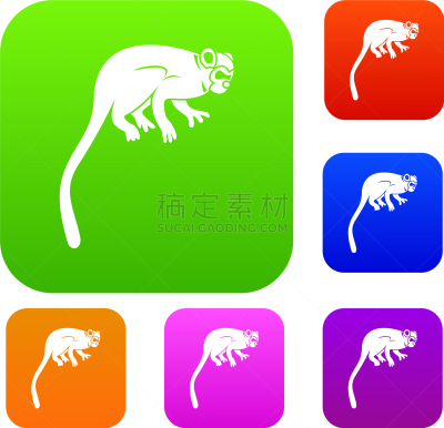 猴子,狨猴,彩色图片,可爱的,野生动物,灵长目,猿,收集,布置,坐