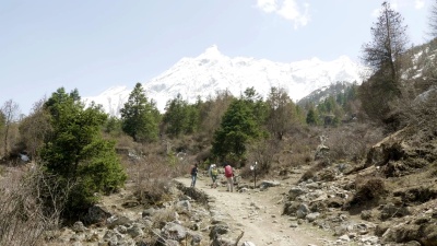 带着导游的游客在尼泊尔玛纳斯卢地区的喜马拉雅徒步旅行。