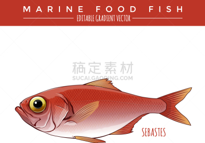 岩鱼,海洋,食品,鱼肉,清新,自然,图像,矢量,分离着色,吃