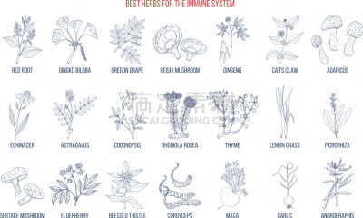 草药,红景天,黄芪,生物学,健康保健,药,玛咖,银杏,接骨木果