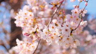 樱花，樱花