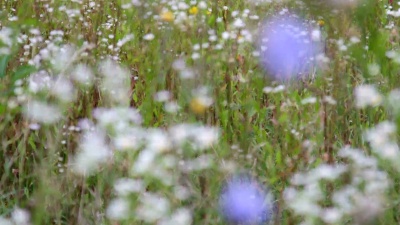 矢车菊