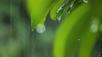 叶子上的雨。