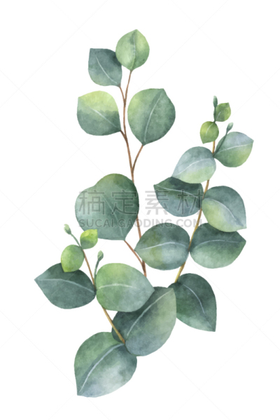 花束,水彩画,绿色,桉树,分离着色,自然,请柬,草本,问候