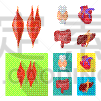 科学,生物学,人类消化系统,空肠,冠状动脉,主动脉,人,背的，脊的,顺序,收集