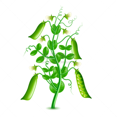 豌豆,植物,分离着色,白色,栽培植物,农业,蔬菜,清新,食品,照相写实主义