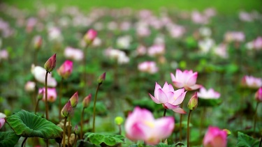 用慢动作拍摄池塘里美丽的莲花的特写镜头。