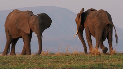 非洲丛林象-非洲Loxodonta africana配对赞比西河边的两头大象，赞比亚山区附近的津巴布韦的Mana池塘