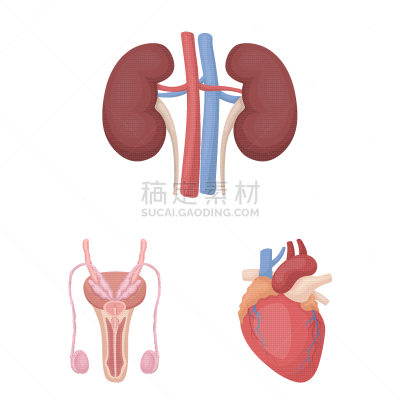 人,动画片,计算机图标,分离着色,品牌名称,人类的生殖器官,皮肤,矢量,布置